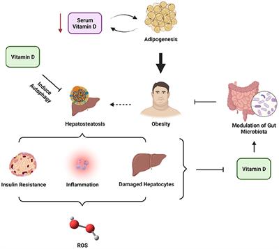 Relationships of 25-hydroxyvitamin D levels and non-alcoholic fatty liver disease in obese children: A possible strategy to promote early screening of NAFLD